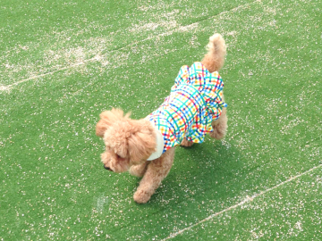 **ペット同伴プラン（イメージ）