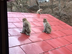 *サルなどの野生動物にも出会える！