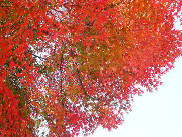 *紅葉イメージ