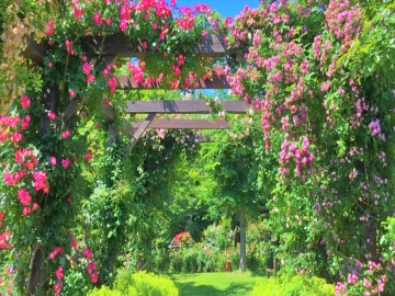 *季節の花々が咲き誇る癒しのガーデン【6～8月】