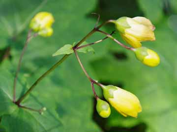 *つるぎ山／山を彩る季節の花々