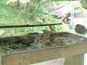 *［野鳥が遊びに来る♪食事処一例］一年中野鳥が訪れ窓からはその様子が間近でご覧いただけます