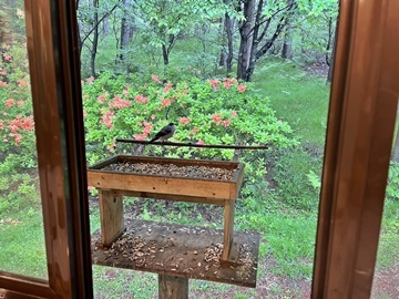 *［野鳥が遊びに来る♪食事処一例］一年中野鳥が訪れ窓からはその様子が間近でご覧いただけます
