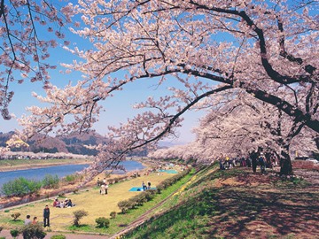 *【周辺観光】～桧木内川堤の桜～約2kmに渡ってソメイヨシノの桜並木を楽しめます。