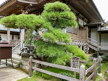 *【厄除けのさか松】見どころの一つ。厄除け祈願を。