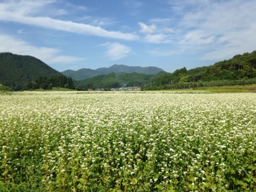 *周辺（秋）/ソバ畑の白い花　斑尾山を背景に