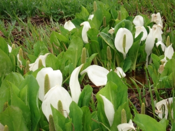 *周辺（水芭蕉）/湿原には沢山の水芭蕉が花開きます