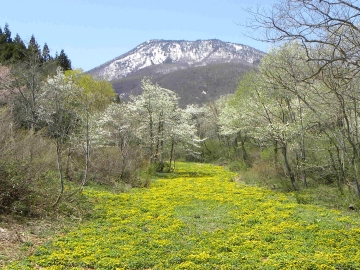 *周辺（牡鹿湿原の春）/こぶしの花とリュウキンカのお花畑