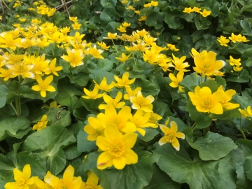 *周辺（リュウキンカのお花畑）/雪国の春を告げる花です