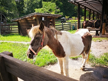 *ポニー牧場／乗馬体験と動物たちの世話ができます。