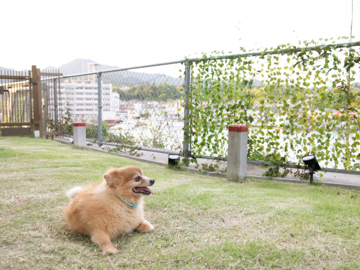 *【洋室ツイン＜ペット同宿OK＞】海を感じながら、ワンちゃんと一緒に癒しのひとときをご満喫ください。