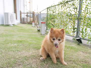 *【洋室ツイン＜ペット同宿OK＞】部屋のバルコニーを簡易のドッグランとしてご利用いただけます。