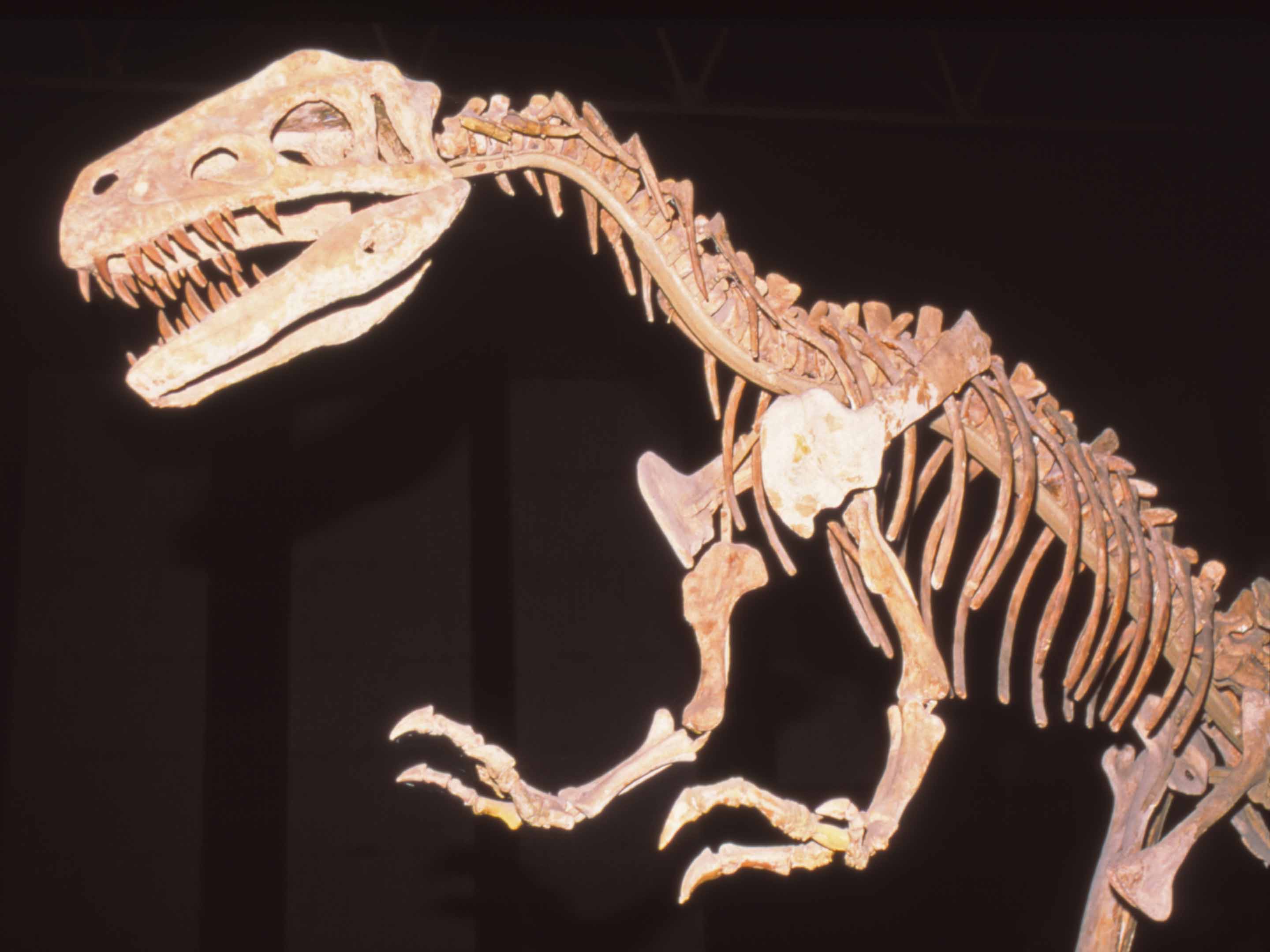 *福井県　県立恐竜博物館
