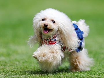 **ワンちゃんと泊まれる貸別荘／愛犬も大切な家族なのでご一緒に！ドッグラン（別途有料）も近くございま