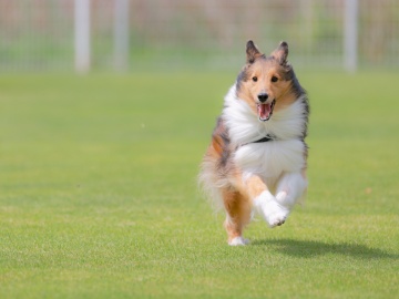 *ワンちゃんと泊まれるグランピング／大型犬や超大型犬もOK！