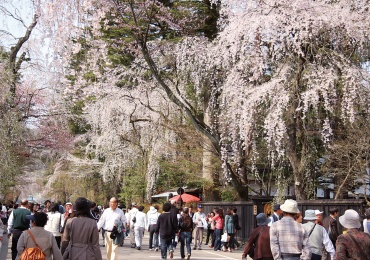 *周辺観光/角館の武家屋敷通り。写真映えする武家屋敷通りを気軽に散策できる人気観光地。