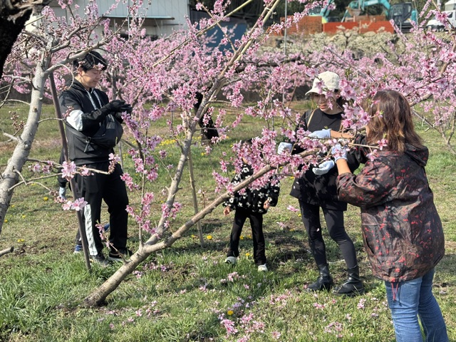 桃の摘花風景